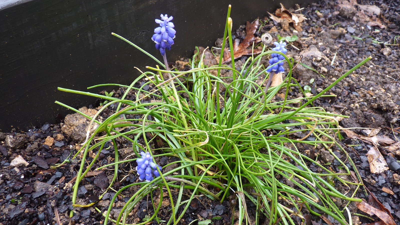 Edible and Elegant Urban Gardening Grape Hyacinths Growing Wild