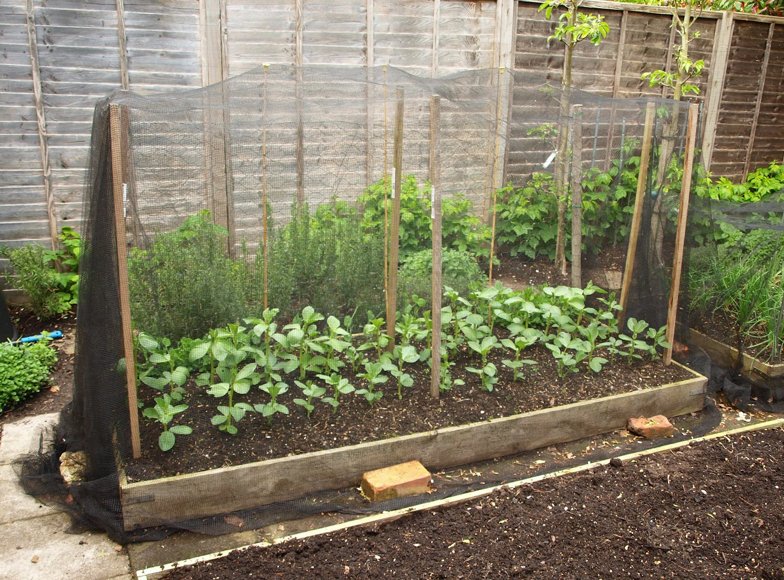 Mark�s Veg Plot Broad Beans
