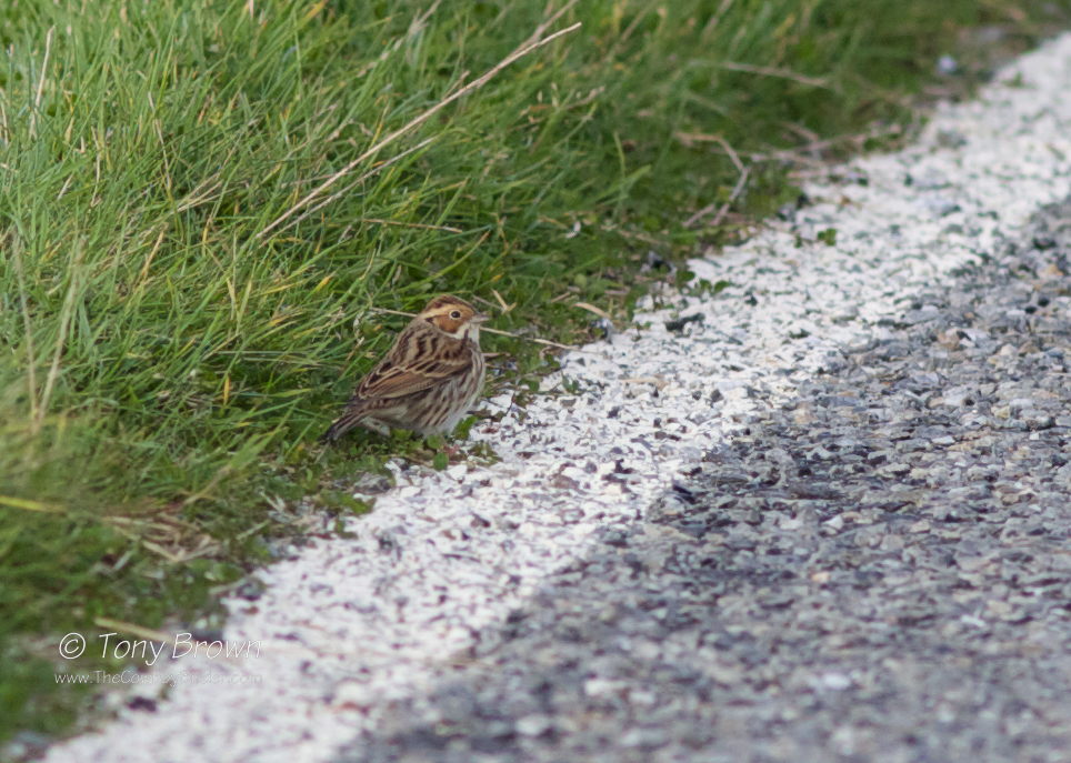 Little Bunting Shetland