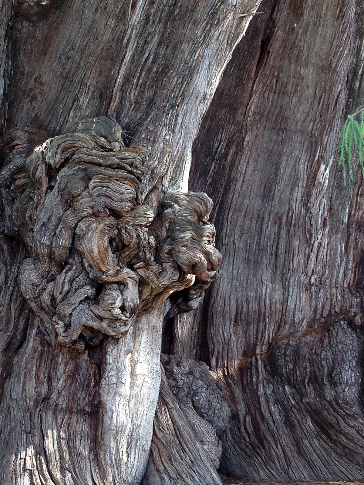 Arbol sagrado