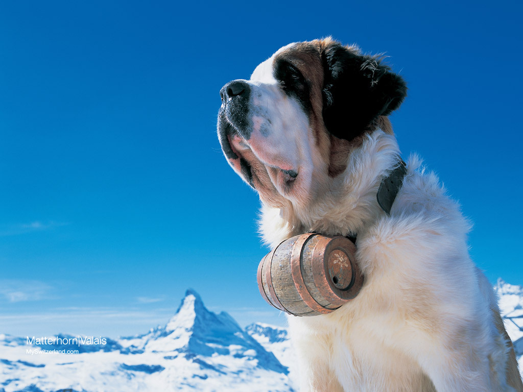 köpek resimleri,köpek cinsleri Saint Bernard Köpekleri