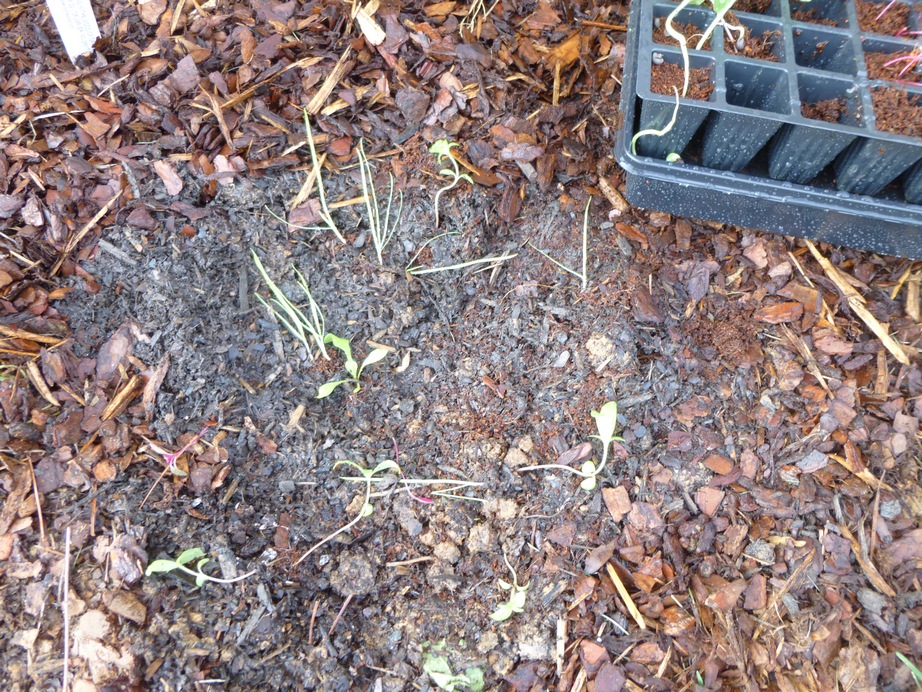 Garden of Aaron April 2013