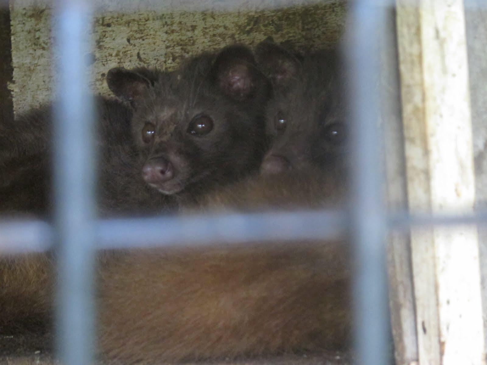 DUYGU İLE DEVRİ ALEM Kopi Luwak nedir biliyor musunuz