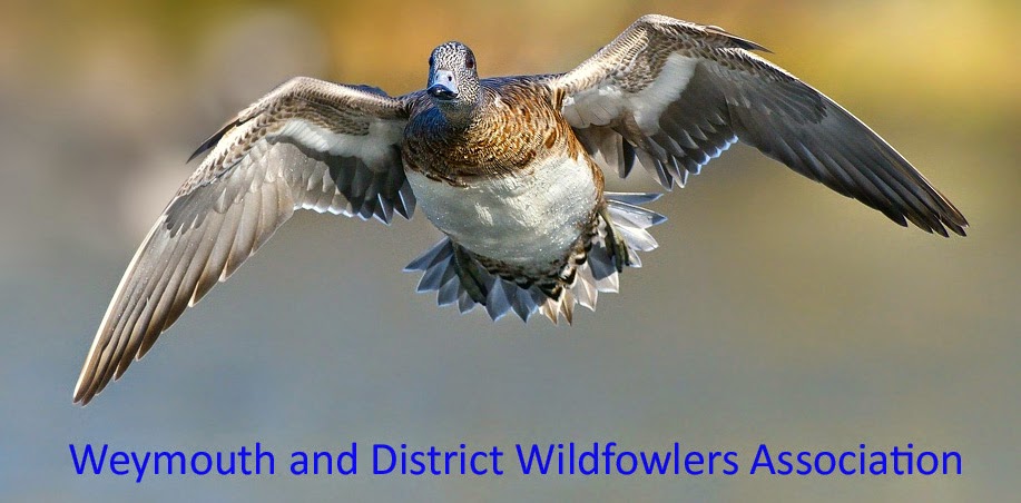 Weymouth and District Wildfowlers Association