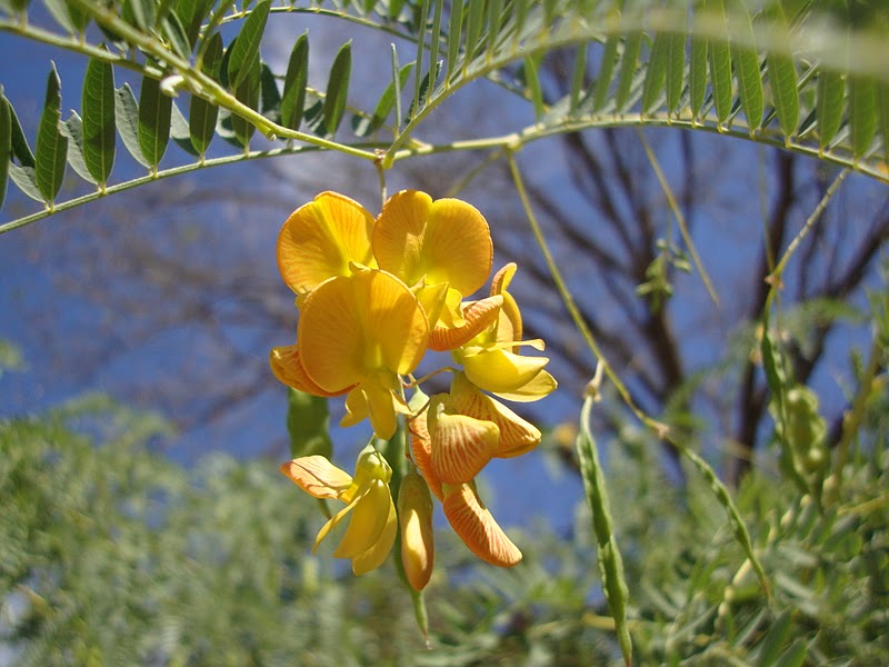 Sesbania Drummondii