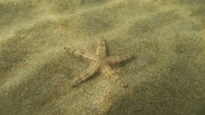 Pamacca Bintang Laut di Pulau Barang Lompo
