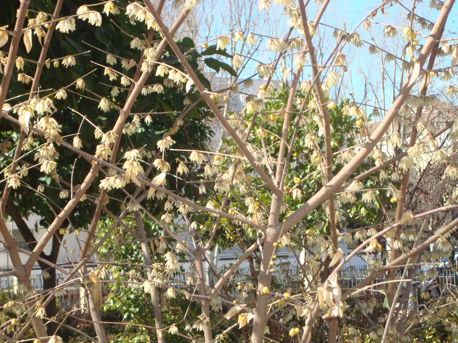 LO REAL INVISIBLE EL MACASAR