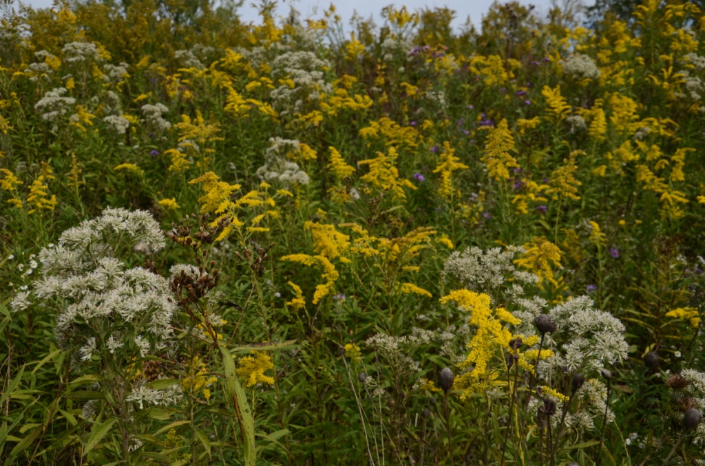Ohio Birds and Biodiversity Canada goldenrod harbinger of winter