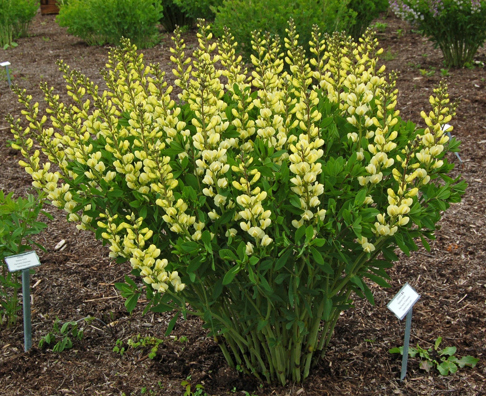 Baptisias The Next Great Eight Rotary Botanical Gardens
