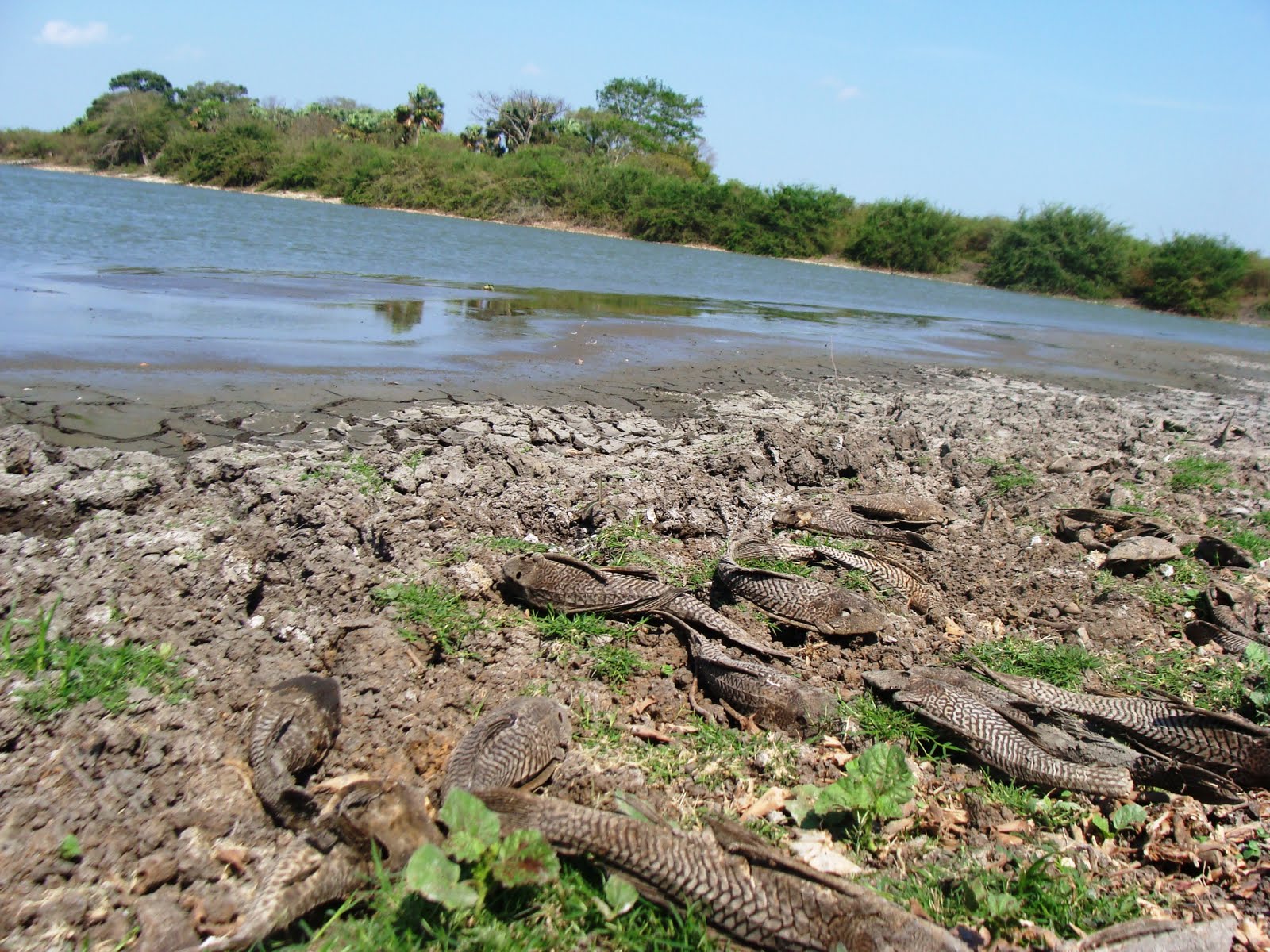 PEZ DIABLO | NOTIONLINE 