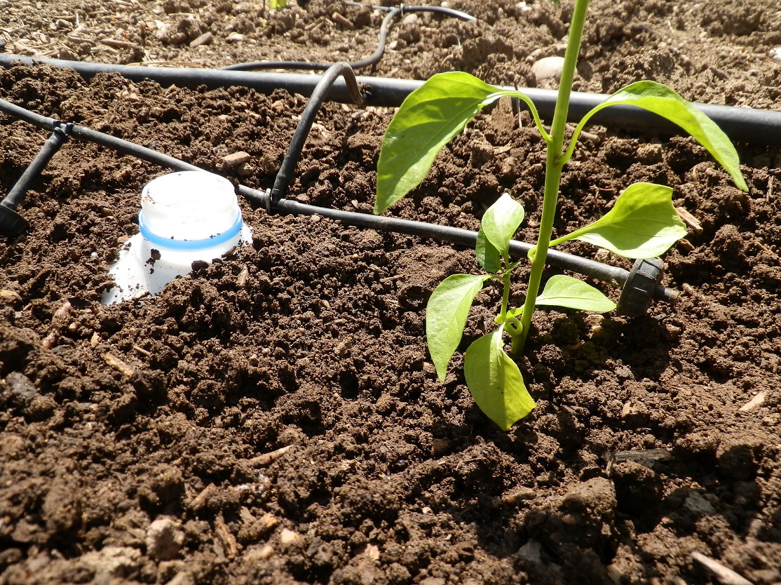 The Gardener's Spot Using Milk Jugs For Watering Your Garden