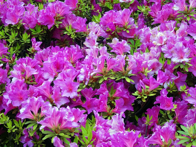 5月の花,花壇,東中野〈著作権フリー無料画像〉Free Stock Photos