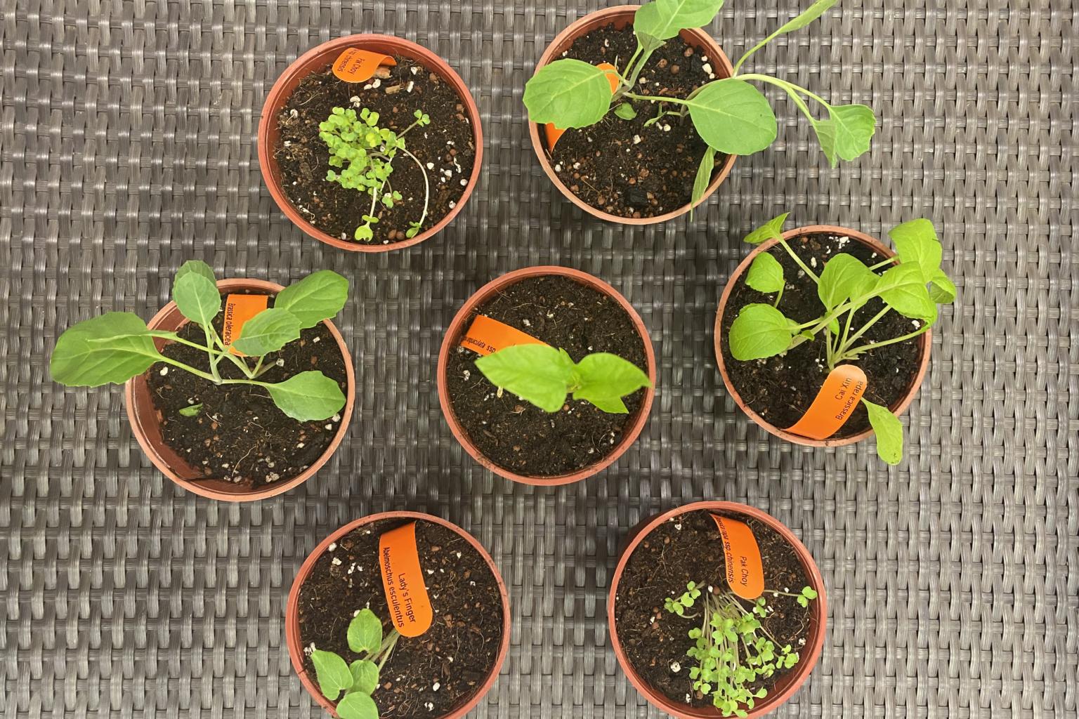 Edible plants grown in pots.