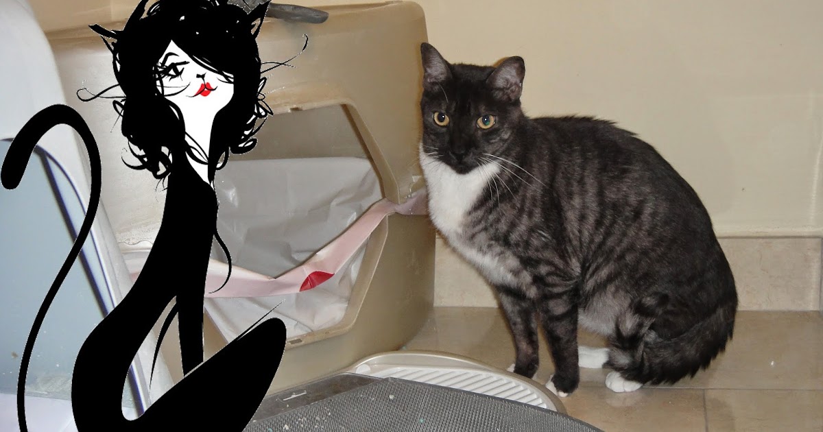 Riverfront Cats, Downtown Miami Hypnosis, Try Cat Attract 