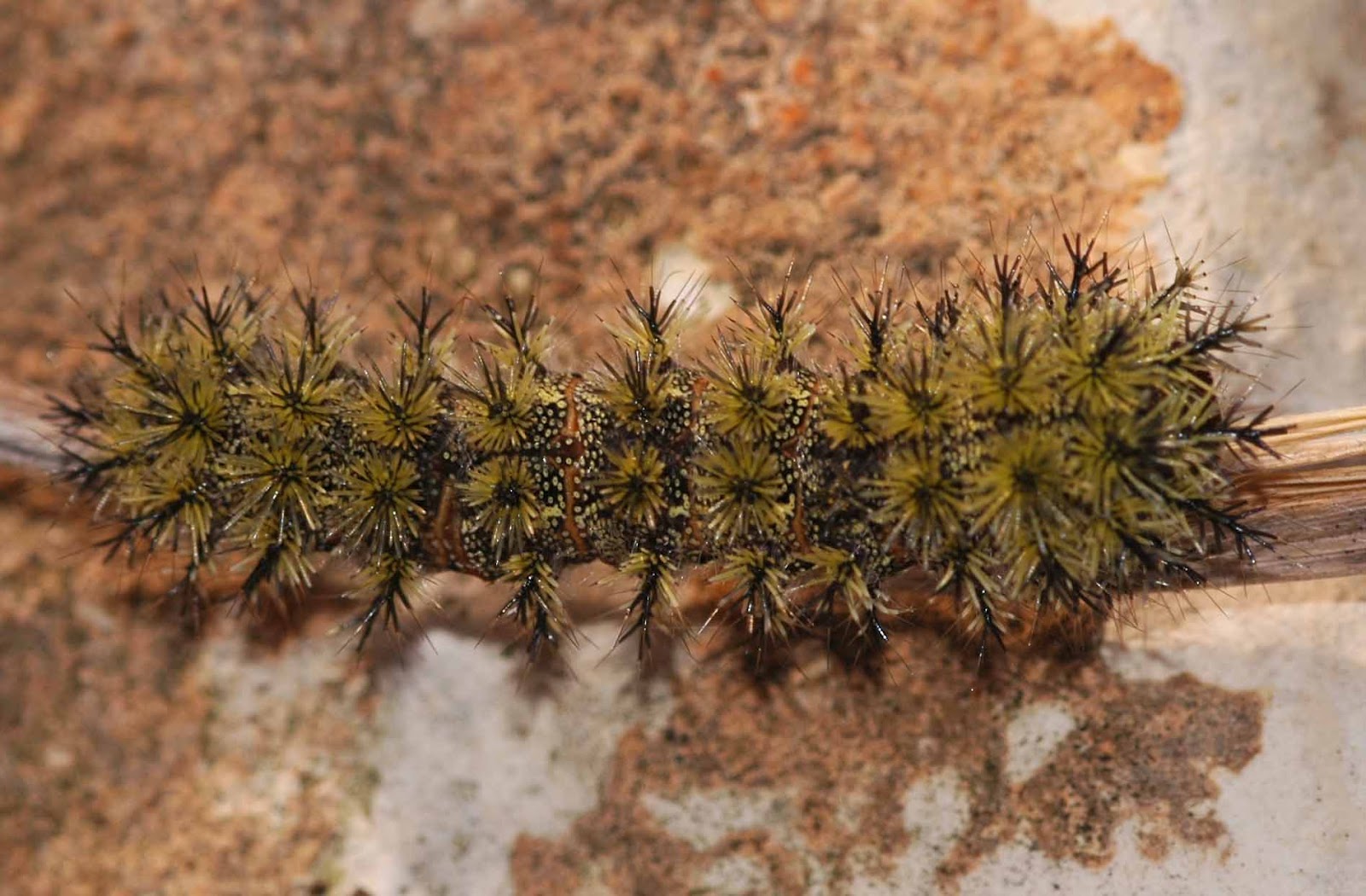 Window on a Texas Wildscape New caterpillar