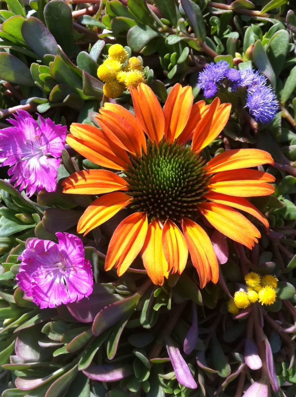 Echinacea Tangerine Dream