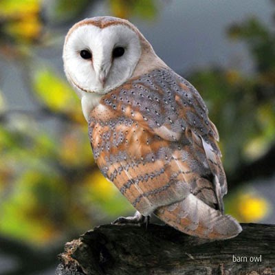 Barn Owl Sounds All About Owl