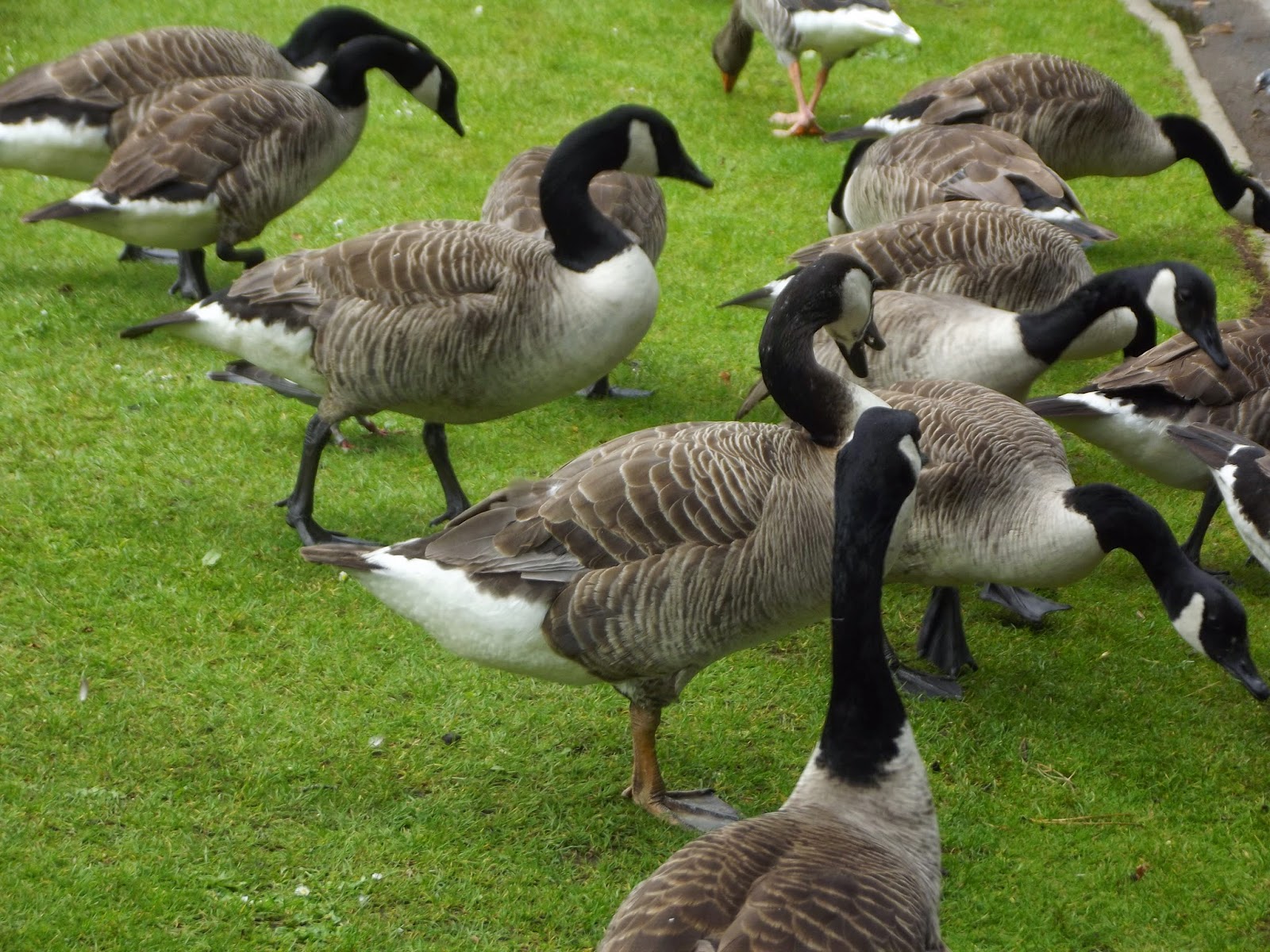 Bird Hybrids Swan Goose x Canada Goose