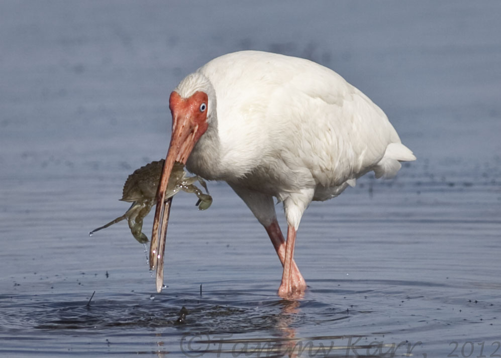i heart florida birds Crab Fishing