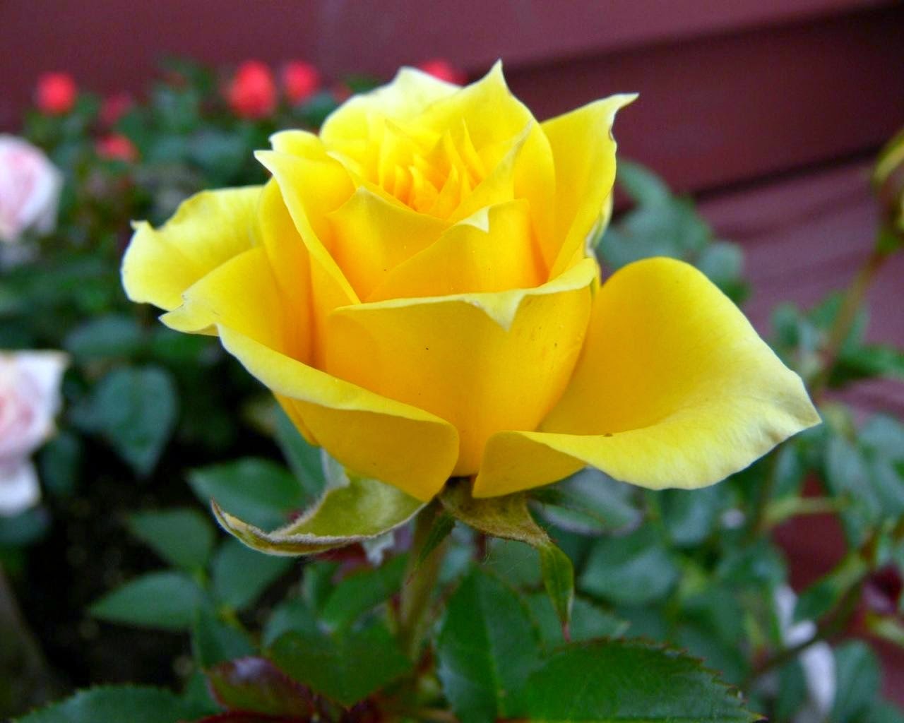 beautiful yellow rose flower blooming in the garden