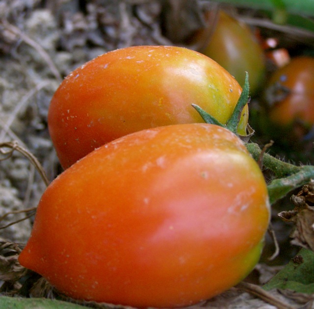 La Tavola Marche Harvest Season Top 10 Tomato Recipes