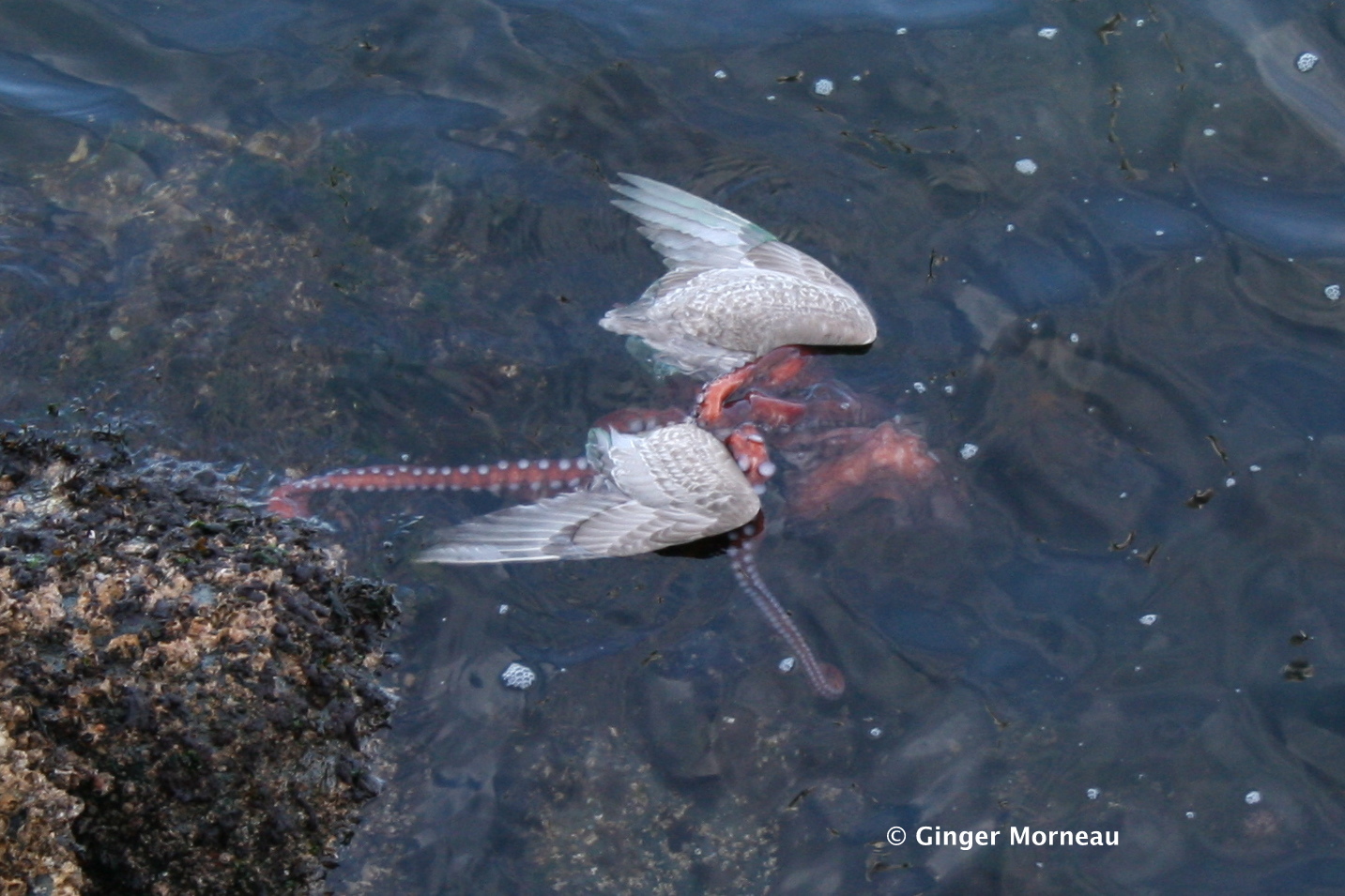 Vancouver Island Travel & Tourism Amazing Octopus eats a seagull...