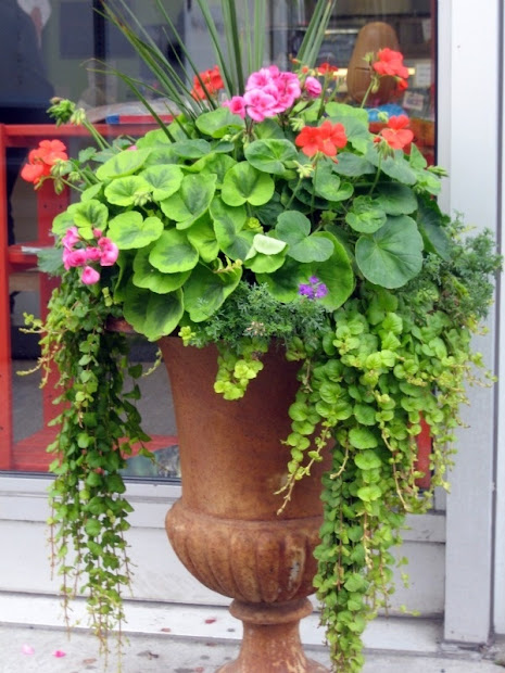 spectacular container gardening