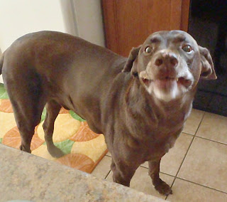 happy smiling dog