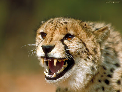 cheetah cheetah