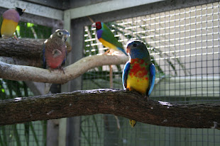 Scarlet Chested Parrot