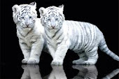 Albino Tiger's Cubs