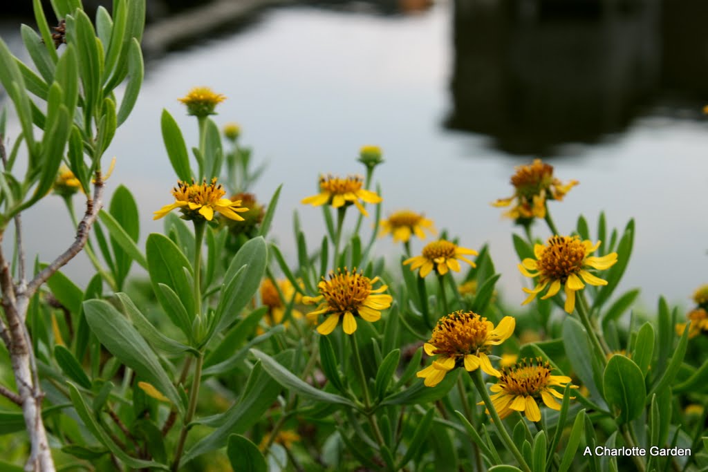 a charlotte garden Native Plant Seaside Tansy, Sea Ox