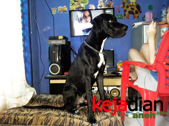 Mengatasi Bulu Anjing Rontok Dengan Rebusan Teh Tubruk Mengatasi Bulu Anjing Rontok Dengan Rebusan Teh Tubruk