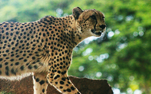 cheetah honolulu zoo hawaii