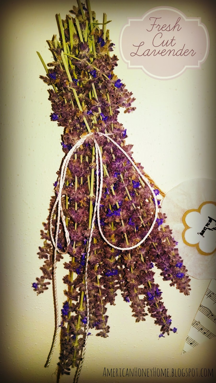 American Honey Home Fresh cut lavender