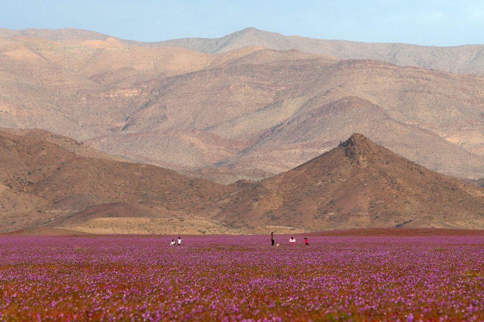 26. Mongraph 01. Deserts: Burkina Faso, Atacama in Chile, Mojave in USA. Global Selection. Transfer