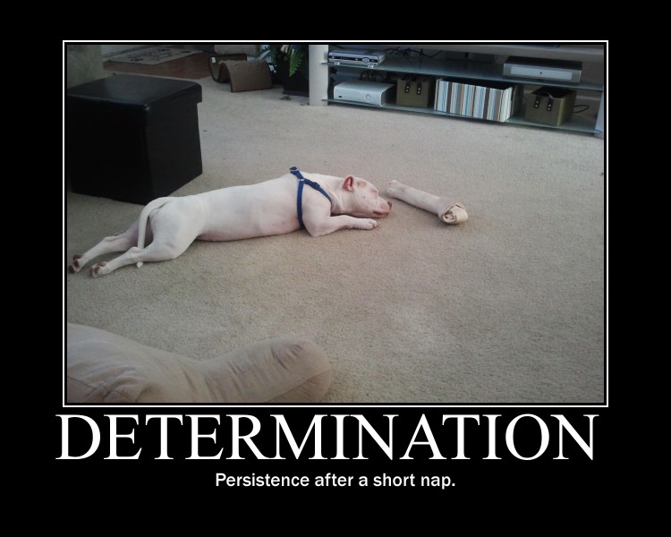 Pawsitive School Counseling Update On A Classic The Motivational Poster