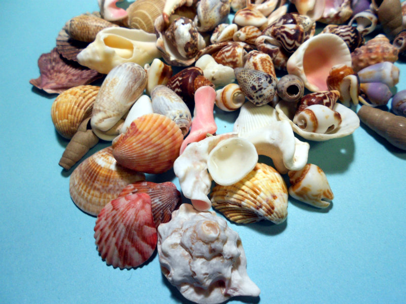 Del's Shells Seashells from Mexico!