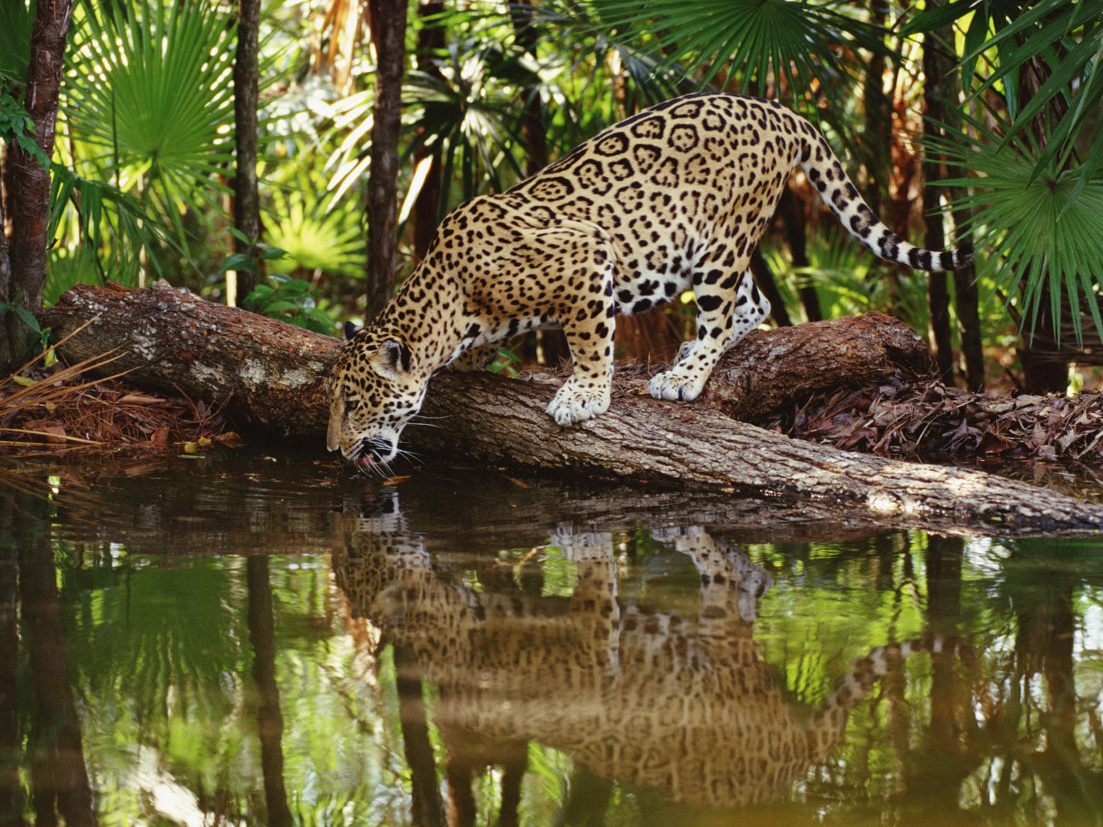 Jaguar Duvar Kağıtları HD Jaguar Wallpapers Kaliteli Resim Jaguar Duvar Kağıtları HD Jaguar Wallpapers Kaliteli Resim