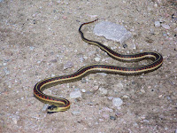 Red-sided Garter Snake