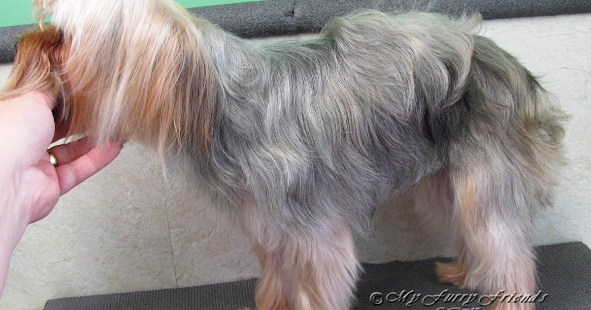 Pet Grooming The Good The Bad The Furry Scissoring A Yorkie