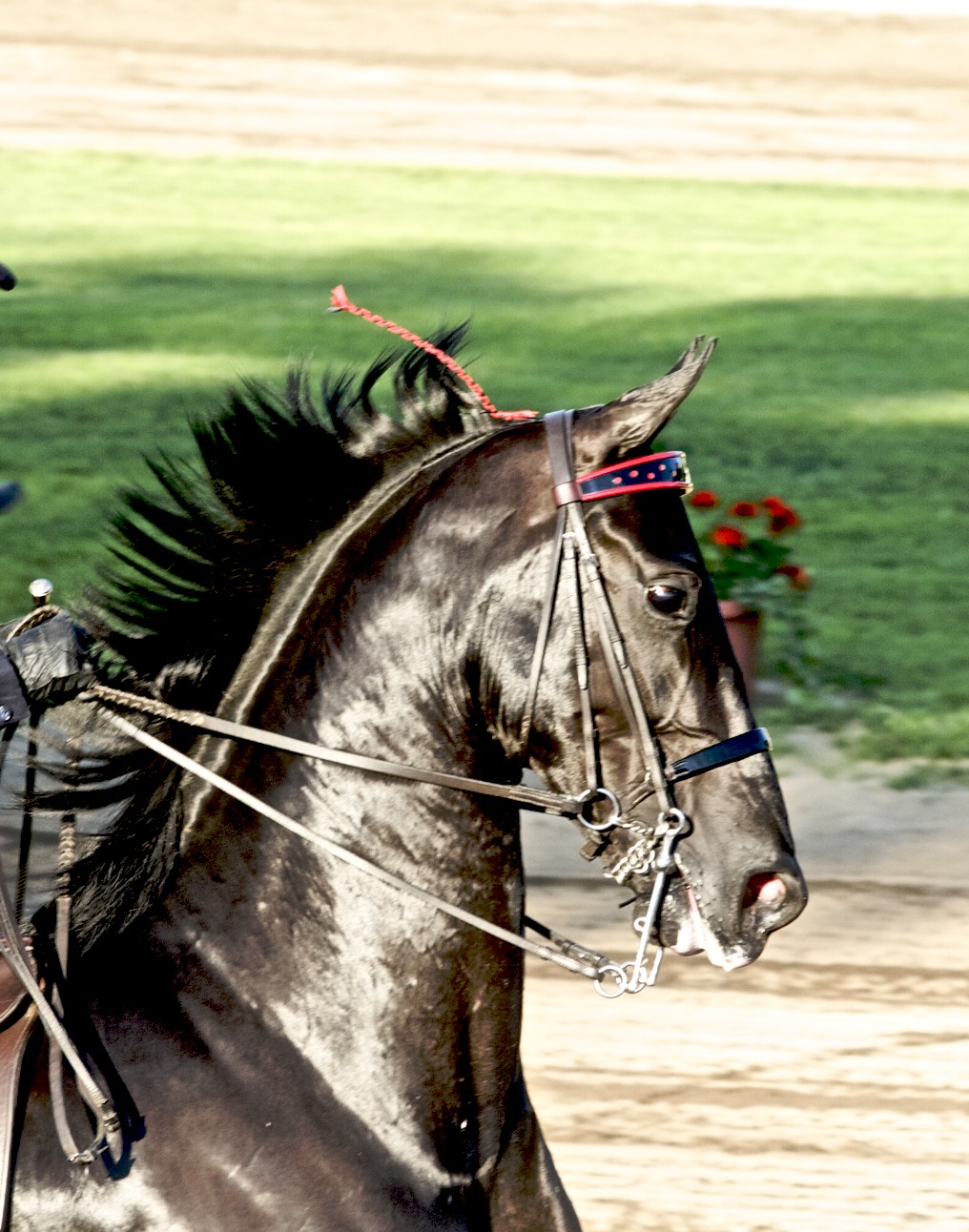 Heroes, Heroines, and History American Saddlebreds The Peacock of the