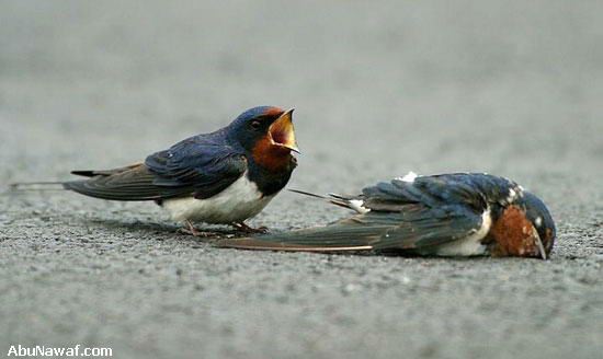 bird mourns death of mate