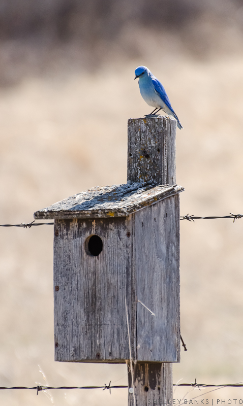 Prairie Nature: Mountain Bluebirds: A Saskatchewan Pair