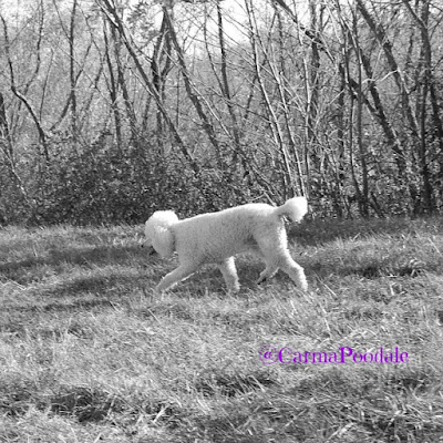 Carma Poodale trotting in the field