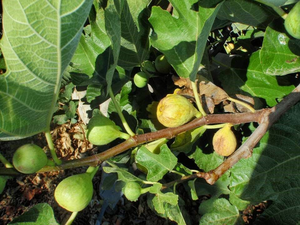 Xtremehorticulture of the Desert When are figs ready to pick?