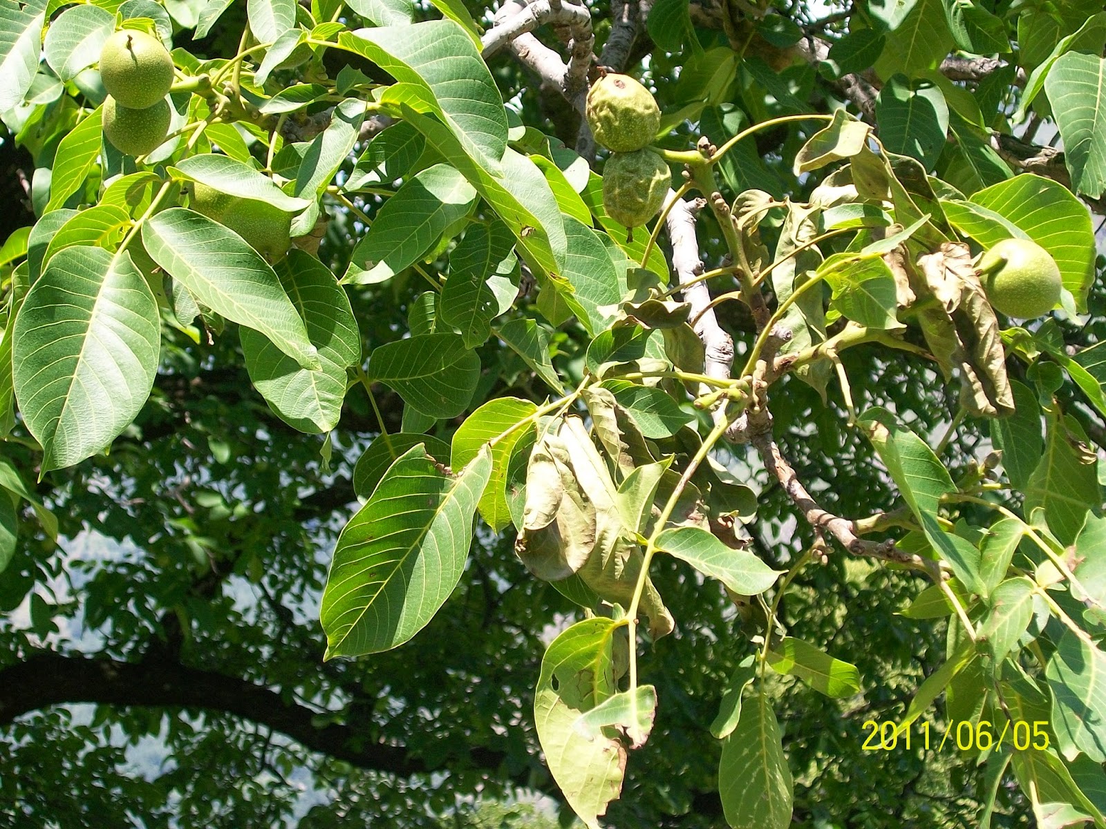 Sonal Travels "Our Belief Repeat Customers" Manali Nature at its Best