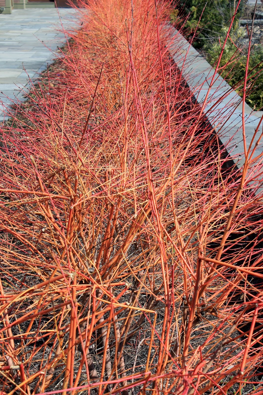 Pieris Poisoning In Dogs Symptoms Causes Diagnosis Treatment