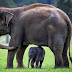 Gajah Sumatera, Hewan Unik Khas Sumatera