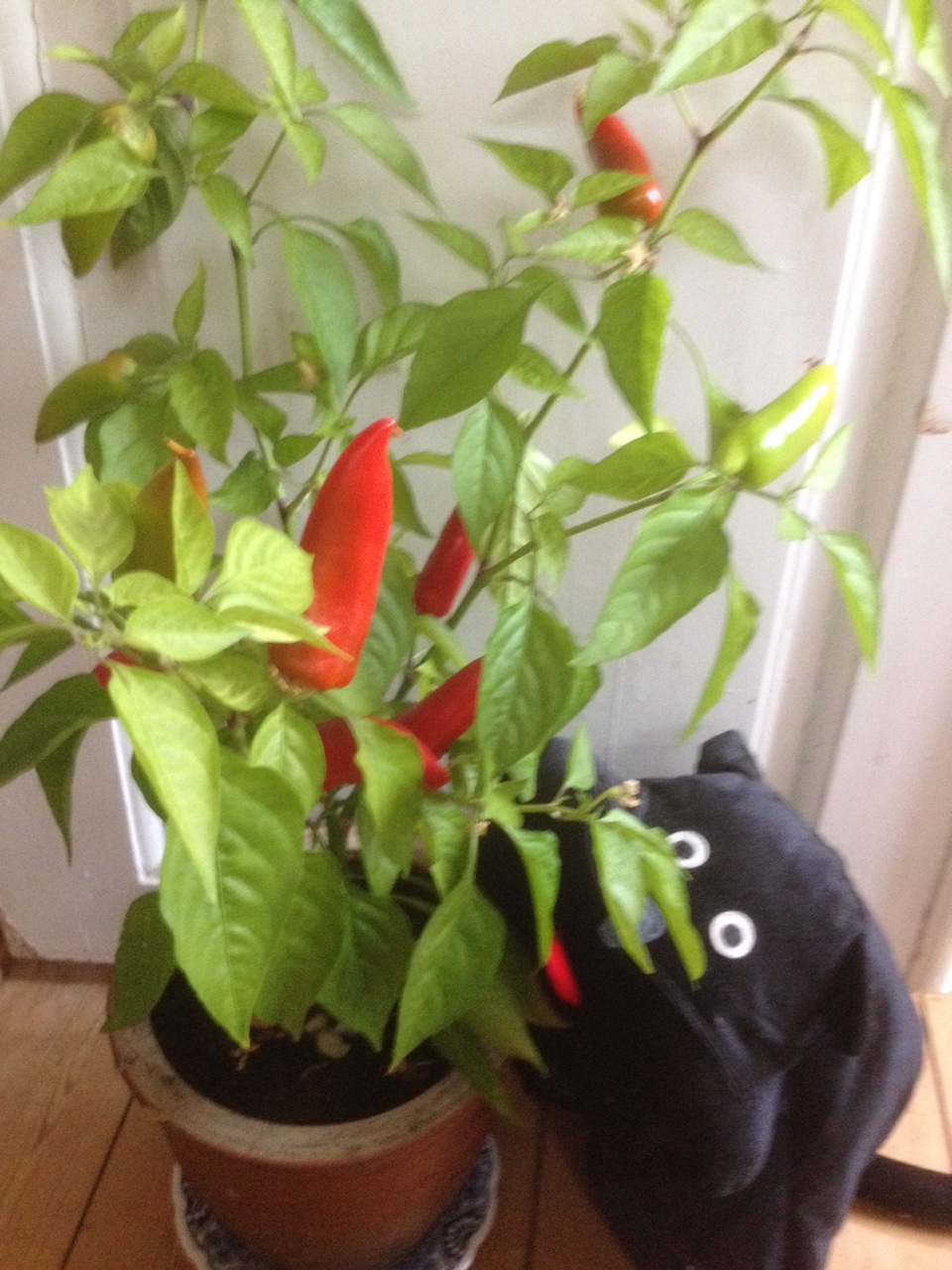 Skvat Cat's Hot Burrito Chili Plant